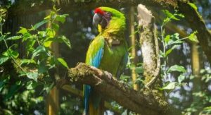 Nueva liberación de guacamayo en Santa Elena refuerza la conservación de esta especie amenazada